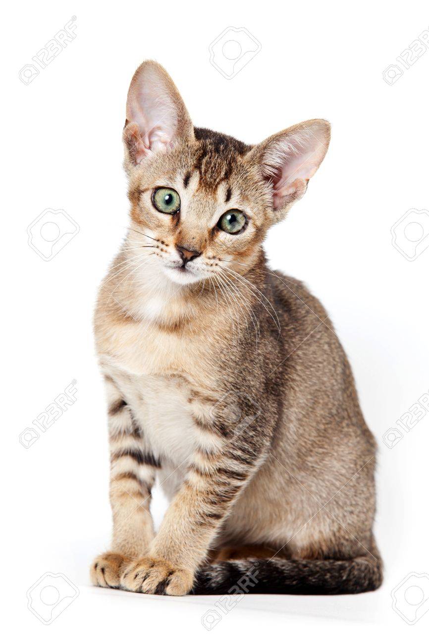 Abyssinian Kitten On White Background Stock Photo, Picture And ... Abyssinian Kitten On White Background Stock Photo, Picture And ...