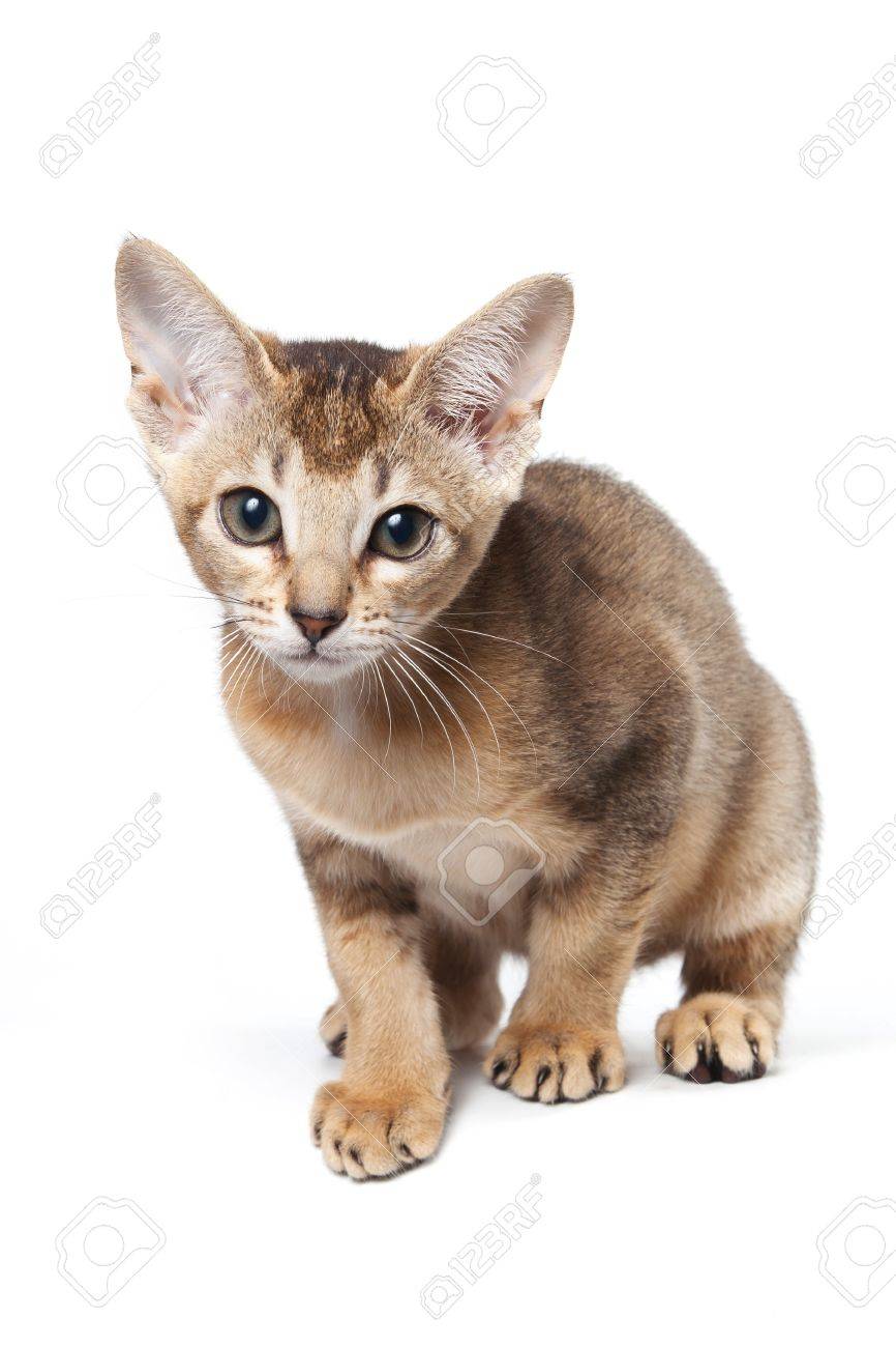 Abyssinian Kitten On White Background Stock Photo, Picture And ... Abyssinian Kitten On White Background Stock Photo, Picture And ...