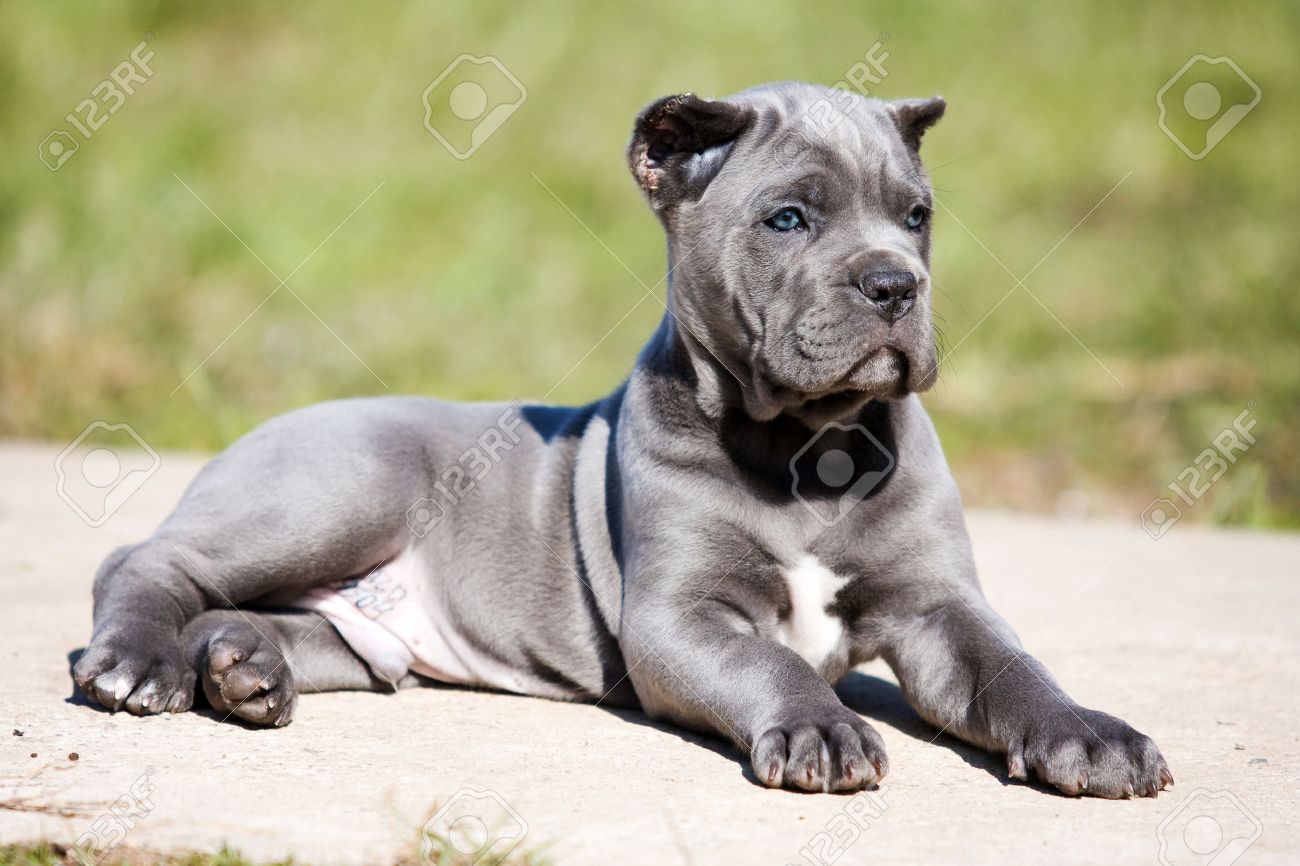 Gray Puppy Cane Corso On The Grass 