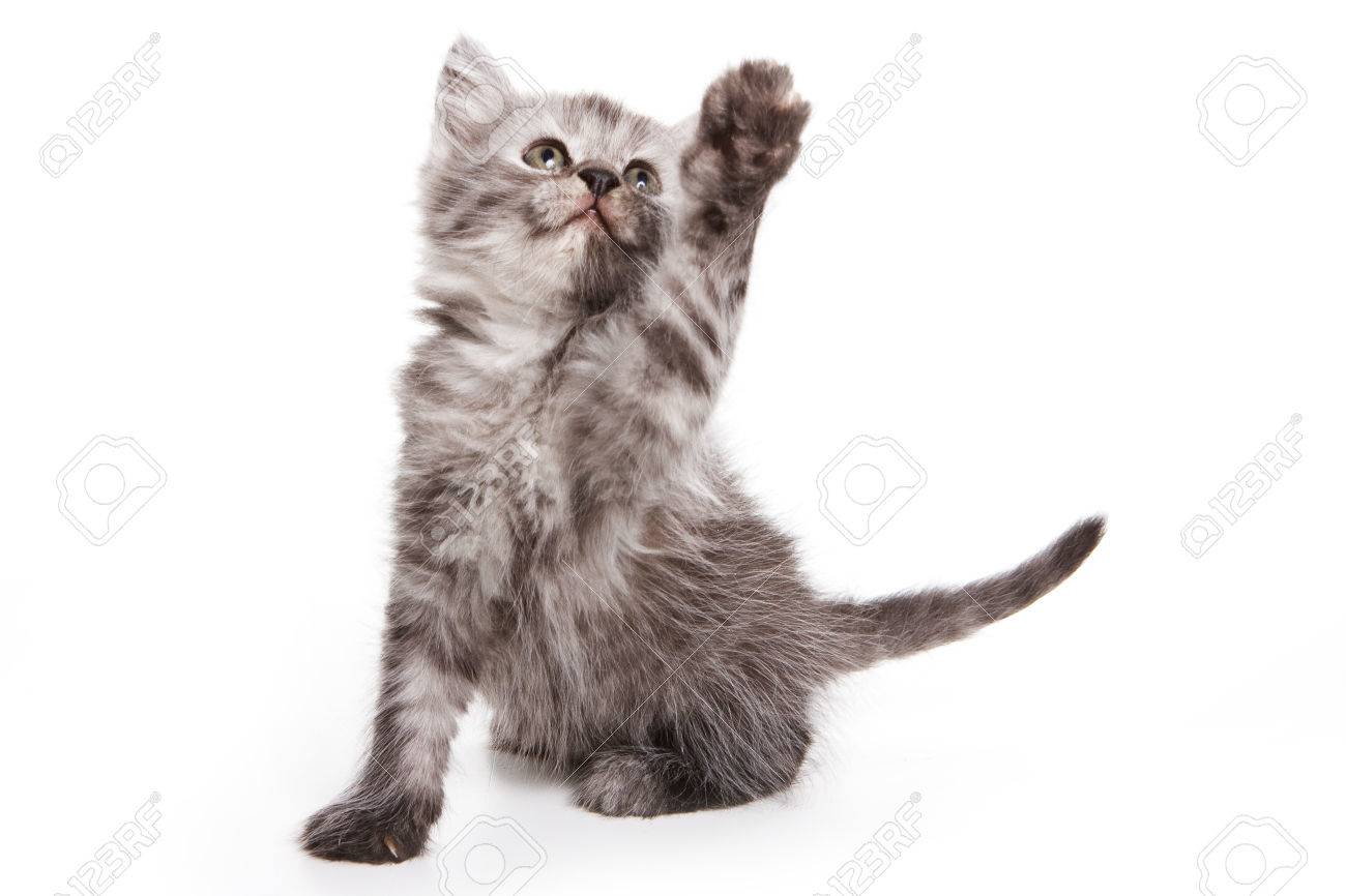 Chat Gris Pelucheux Avec Une Patte Levée Isolé Sur Blanc