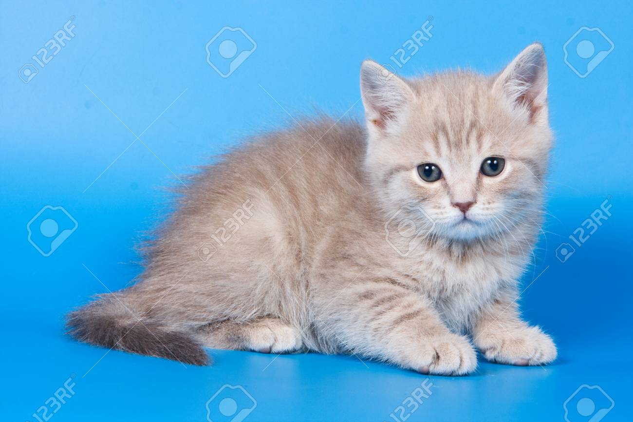 Fluffy Kitten Of A British Cat On A Blue Background Stock Photo