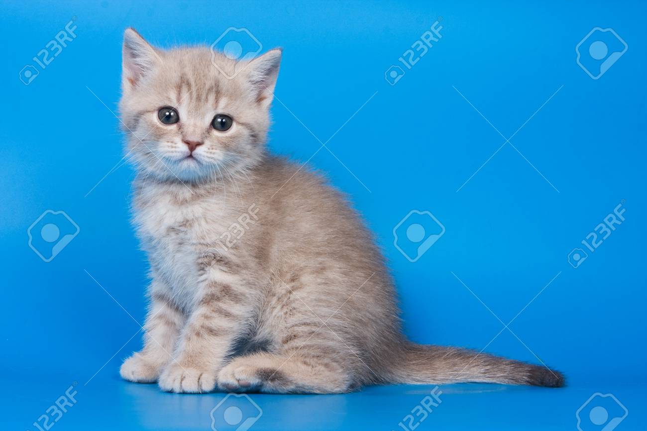 Fluffy Kitten Of A British Cat On A Blue Background Stock Photo