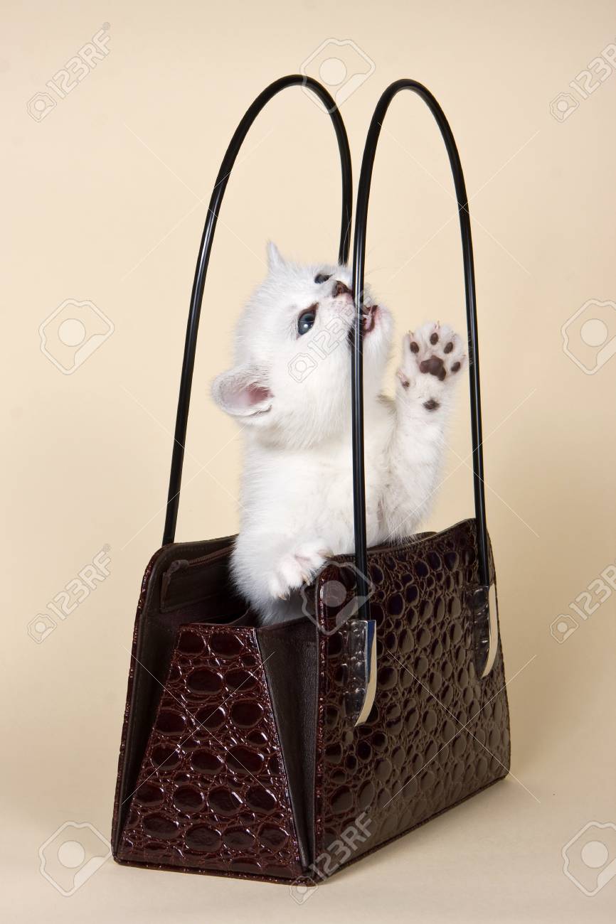 ふわふわした白い子猫の袋にイギリスをかむし ベージュ色の背景で の写真素材 画像素材 Image