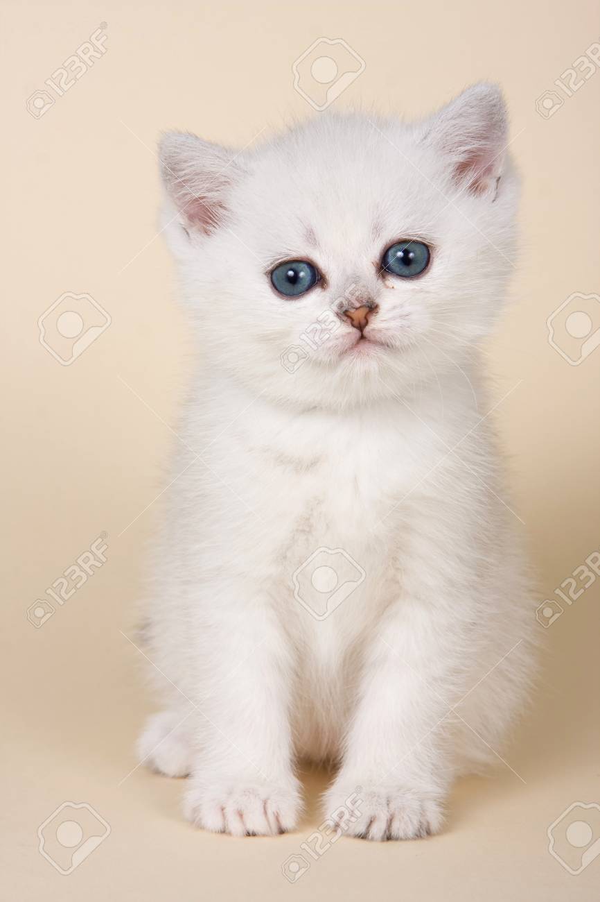 white fluffy kitty