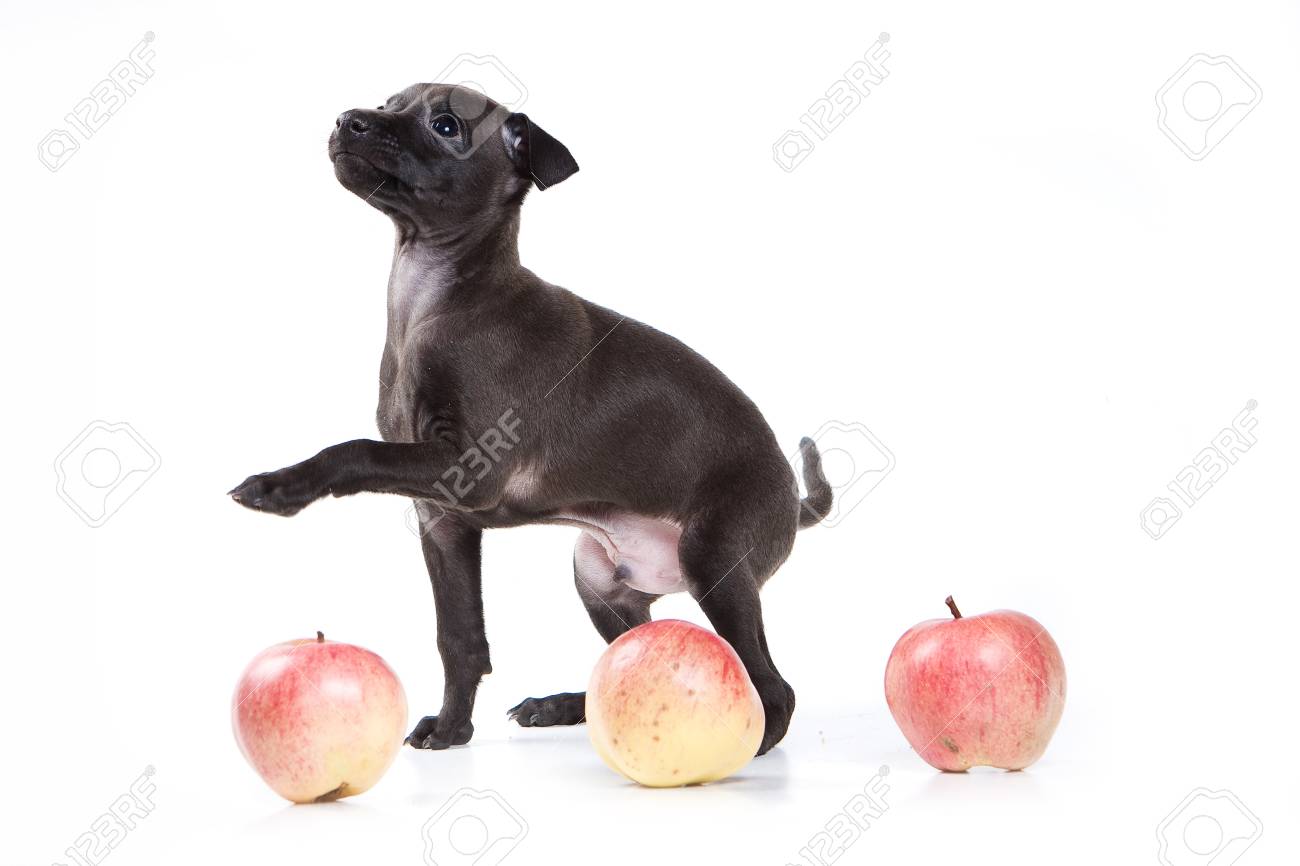 グレーかわいいグレイハウンド犬とリンゴ 白で隔離 の写真素材 画像素材 Image