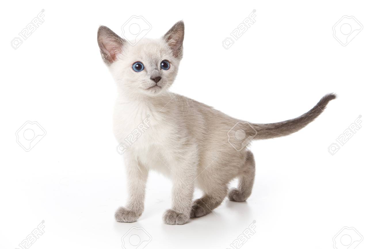 fennec fox chihuahua