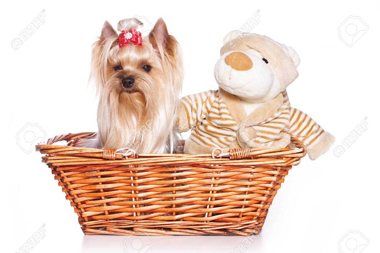 yorkshire terrier soft toy