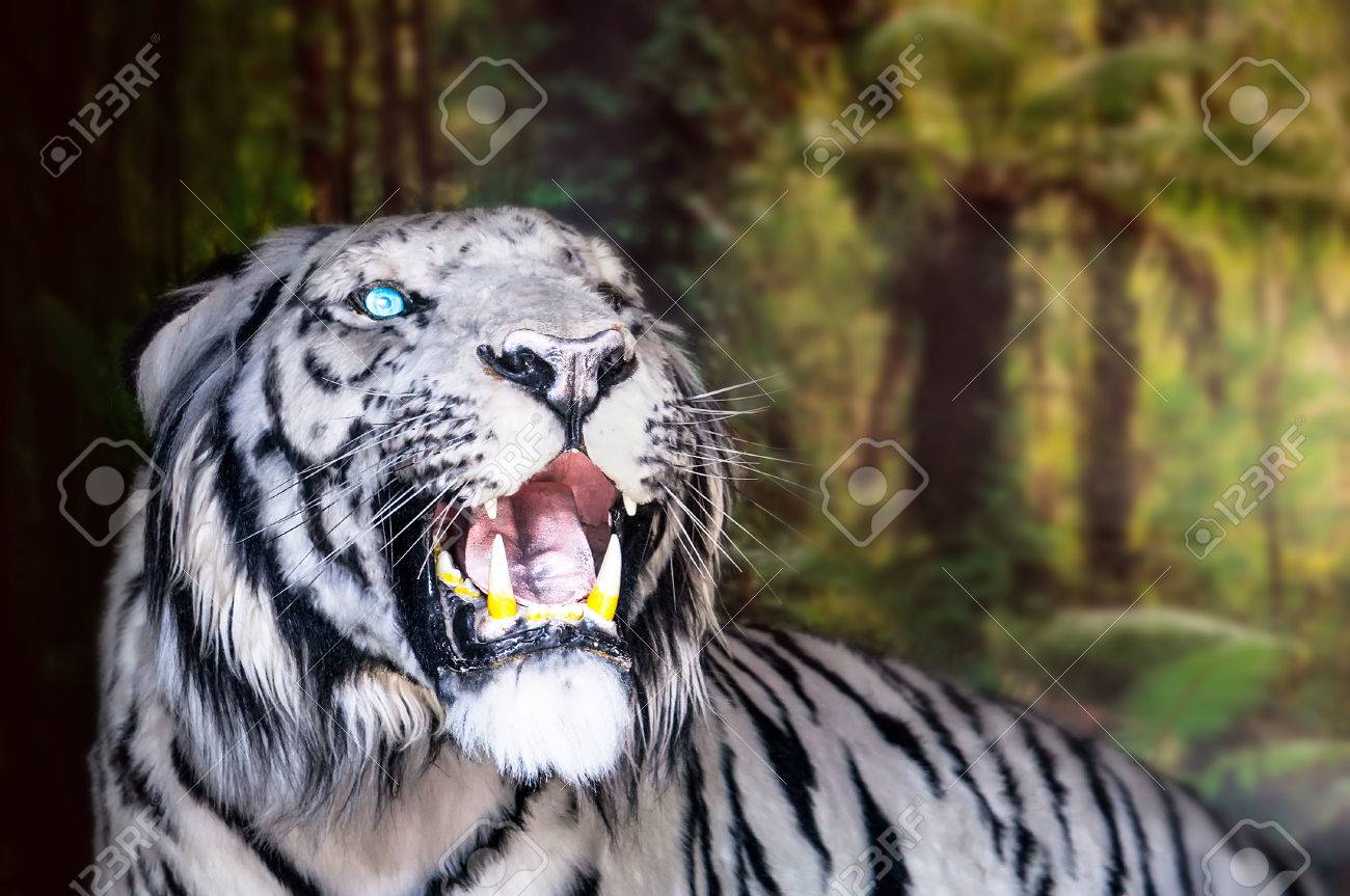 The White Tiger Growls. Big Canines. Doff Stock Photo, Picture and Royalty  Free Image. Image 82172496., image size:1300x863