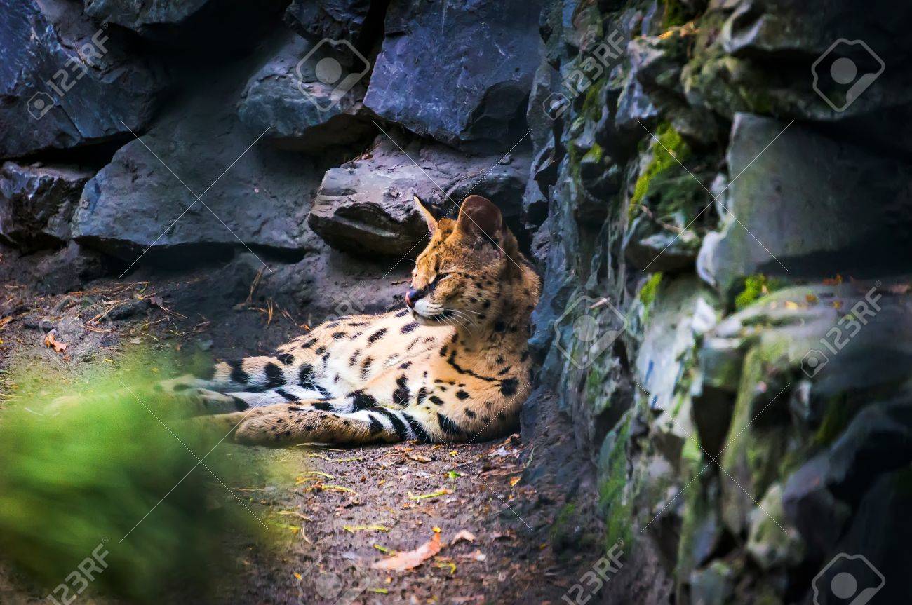 オセロットは アメリカに住んでいるネコ科の肉食哺乳動物 の写真素材 画像素材 Image