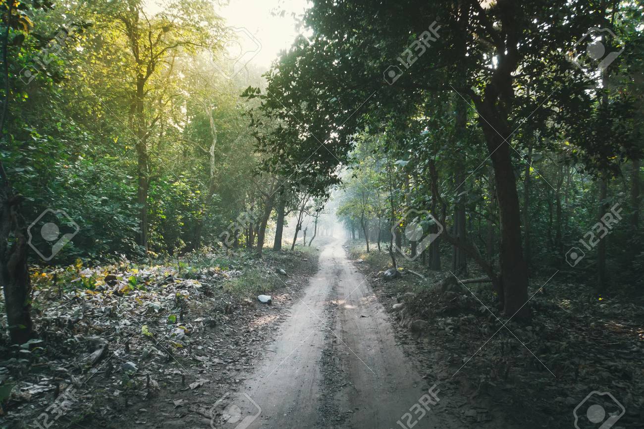 The Green Road Into The Trees