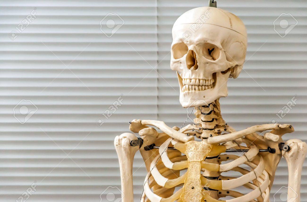Human skull bones - Stock Image - C019/8342 - Science Photo Library