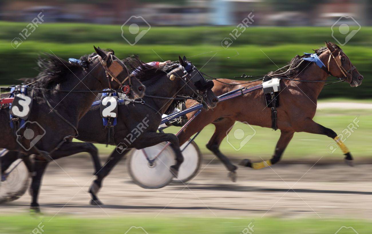 Horse race - 10157369 Horse race - 10157369