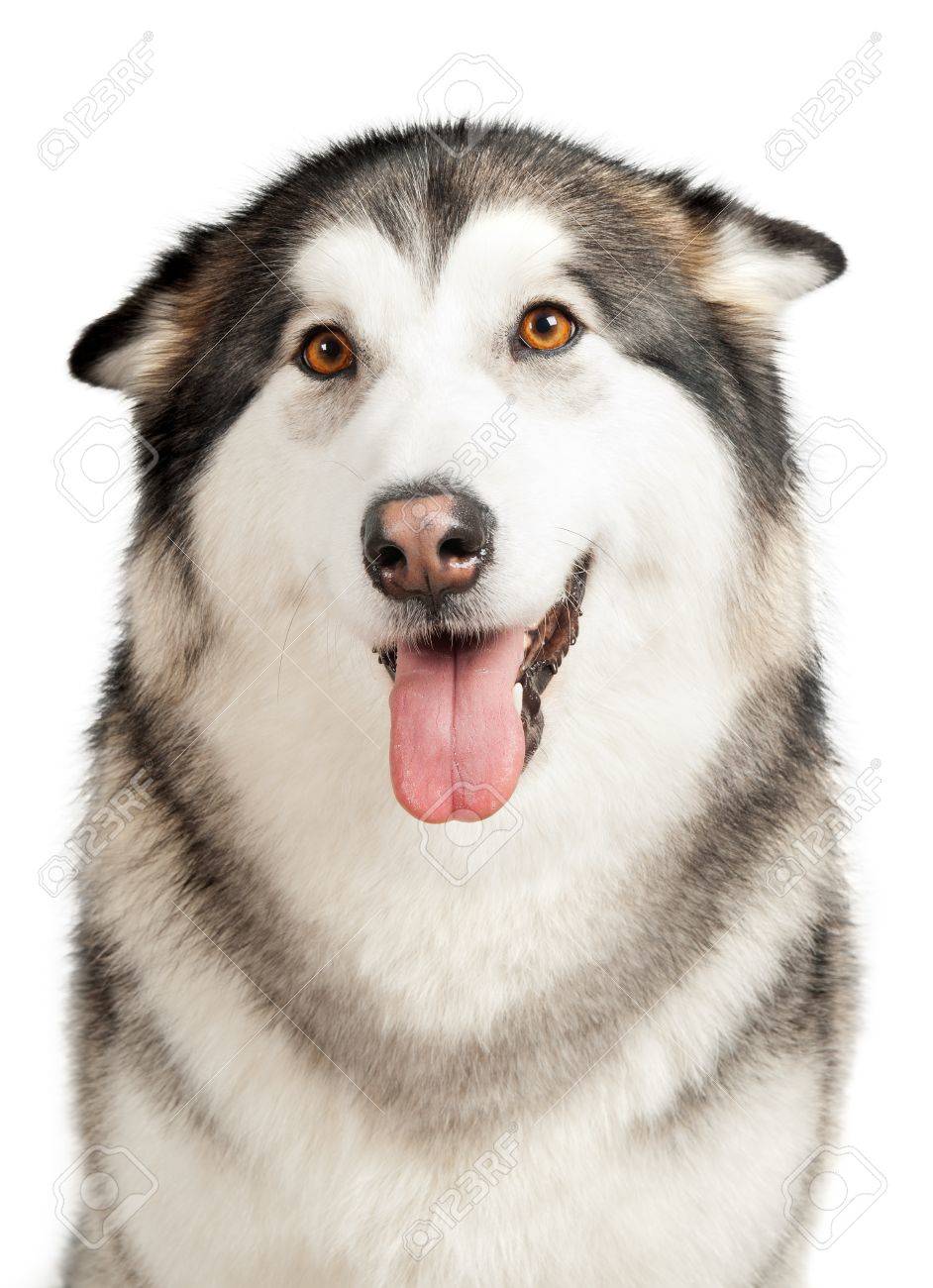 白で隔離されるアラスカのマラミュート犬 の写真素材 画像素材 Image