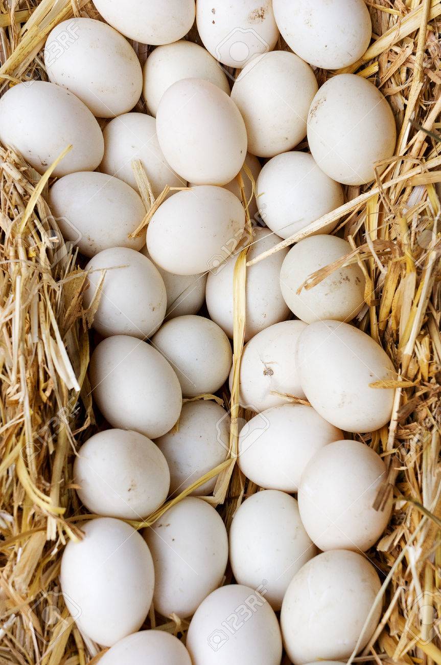 たくさんのわらの卵 の写真素材 画像素材 Image