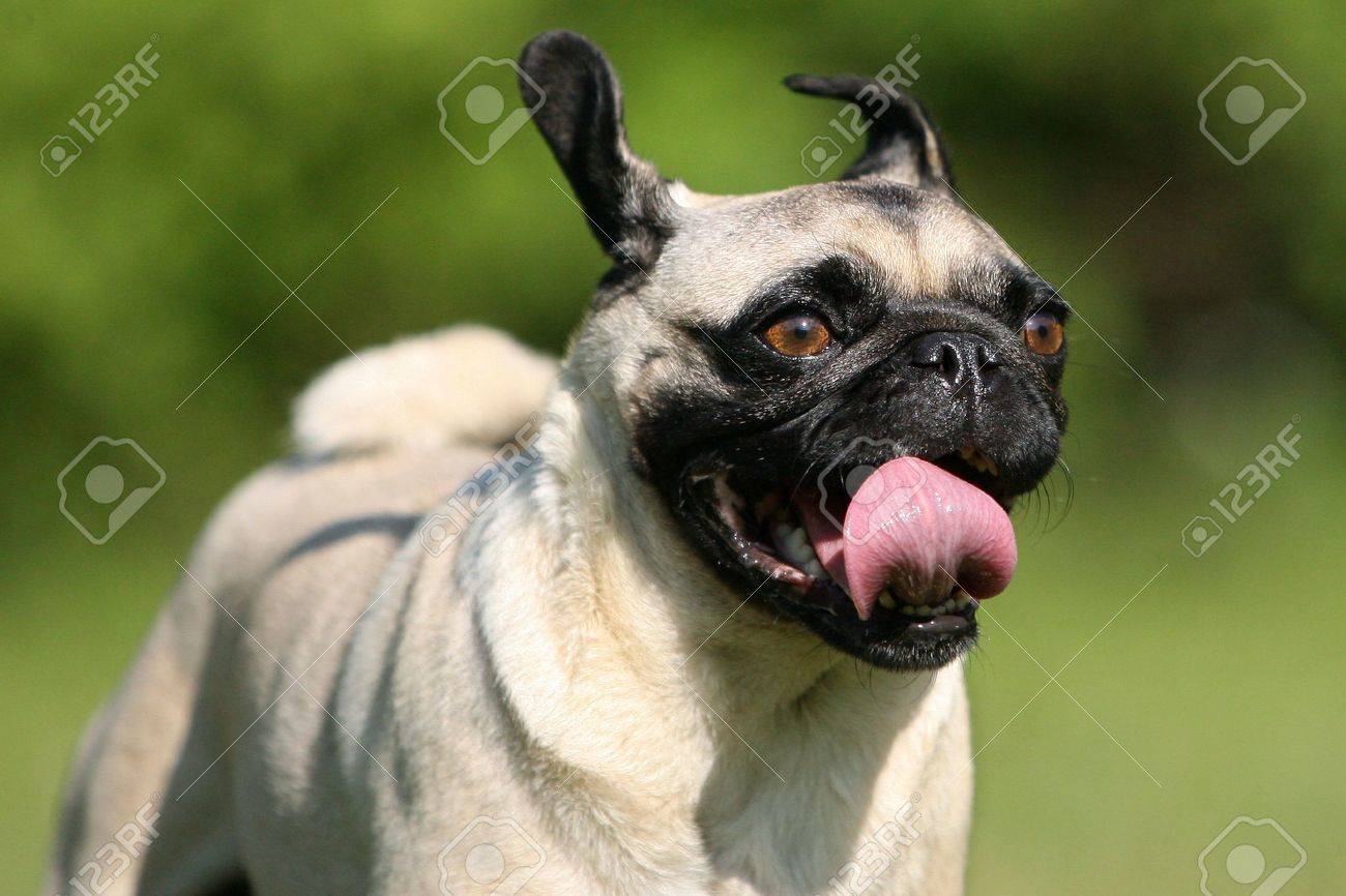 wild pug