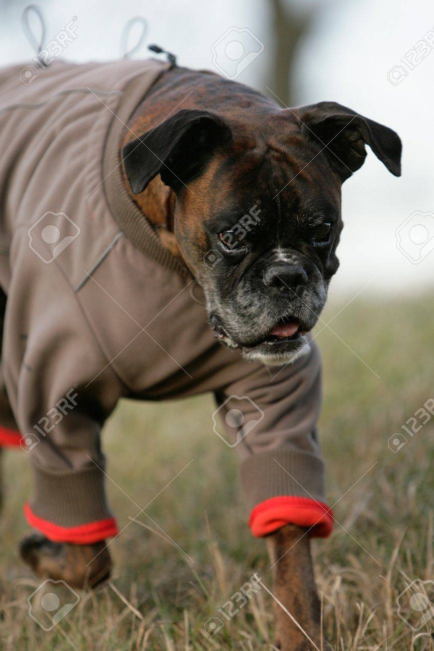 boxer dog jacket