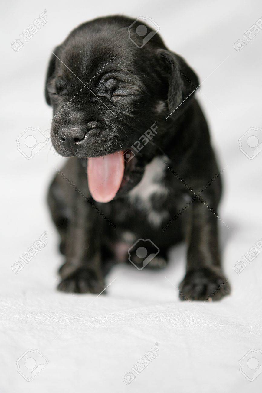 Patterdale terrier puppy deals