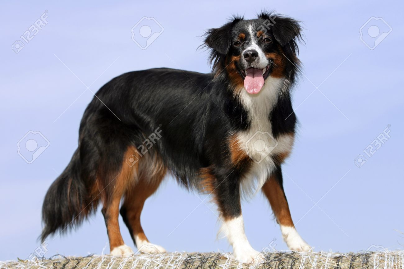 miniature australian shepherd 3 months australian shepherd stock photos u0026 pictures royalty free miniature australian shepherd 3 months australian shepherd stock photos u0026 pictures royalty free