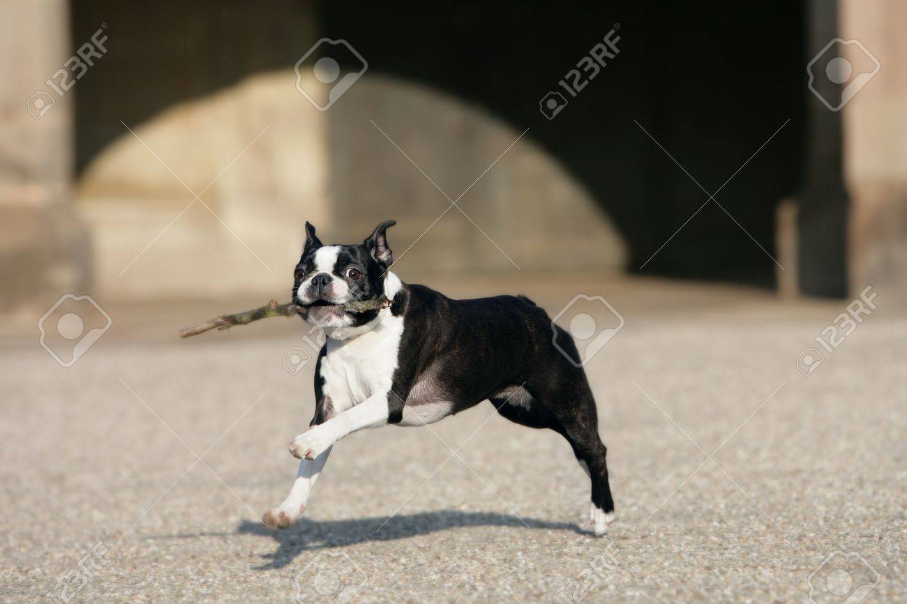running with boston terrier