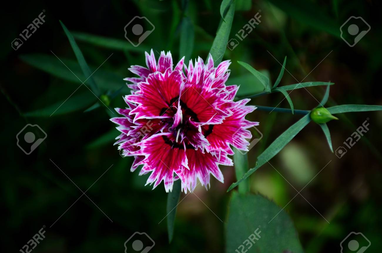 etiam-dictum-ipsum-a-felis