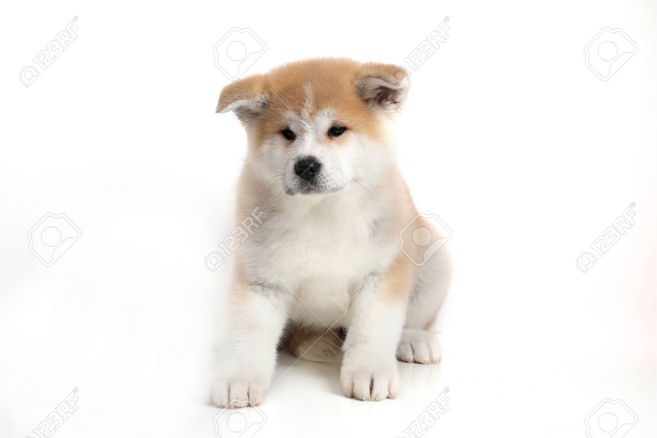 若き頃の犬の子犬 の写真素材 画像素材 Image