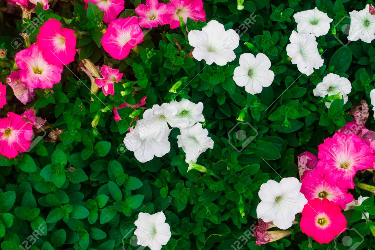 長年にわたってペチュニアハイブリッド植物は小さいです 花は大きく 明るい色で 多くの花のために栽培されています の写真素材 画像素材 Image
