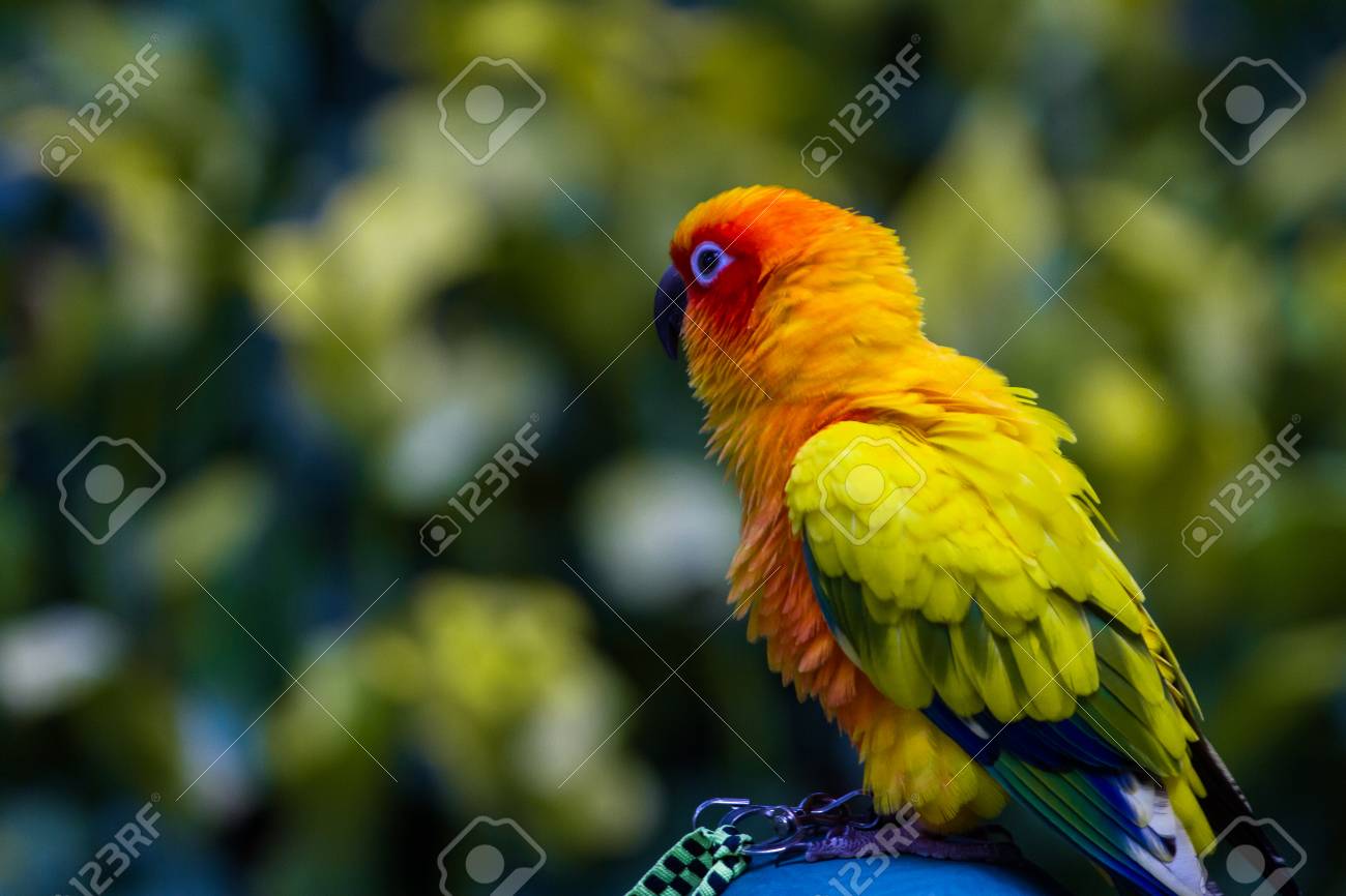 Parrot Est Un Bel Oiseau Communément Soulevé De L 39 Oiseau Beau