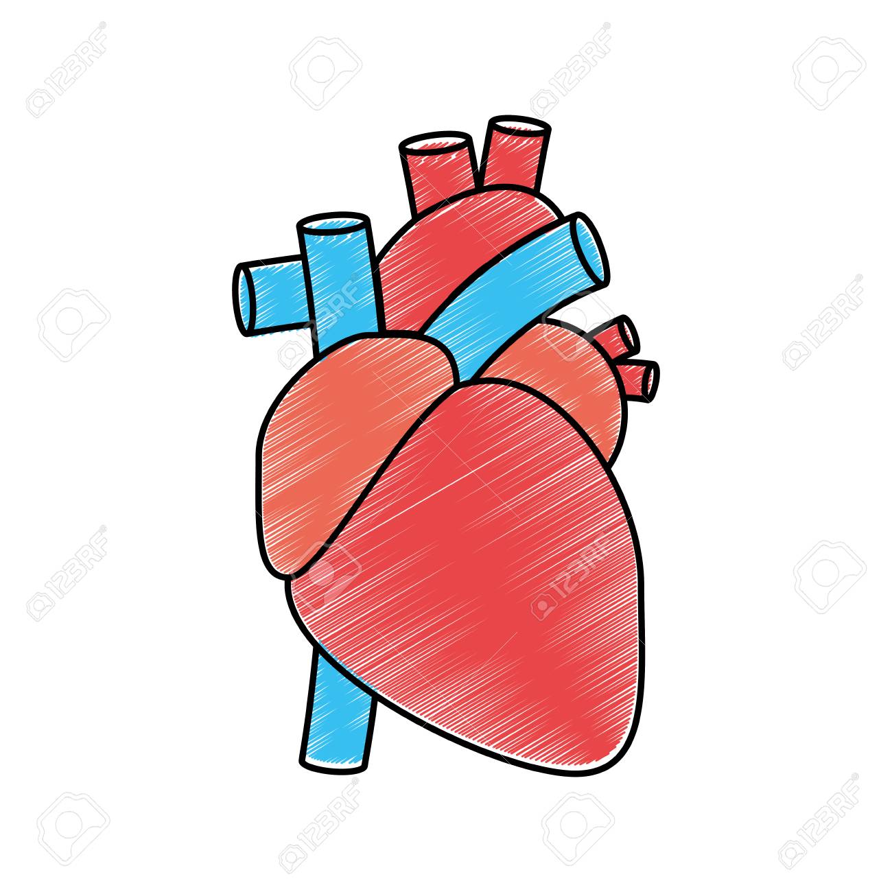 Menschliches Herz Symbol Uber Weissem Hintergrund Symbol Lizenzfrei Nutzbare Vektorgrafiken Clip Arts Illustrationen Image 82904439