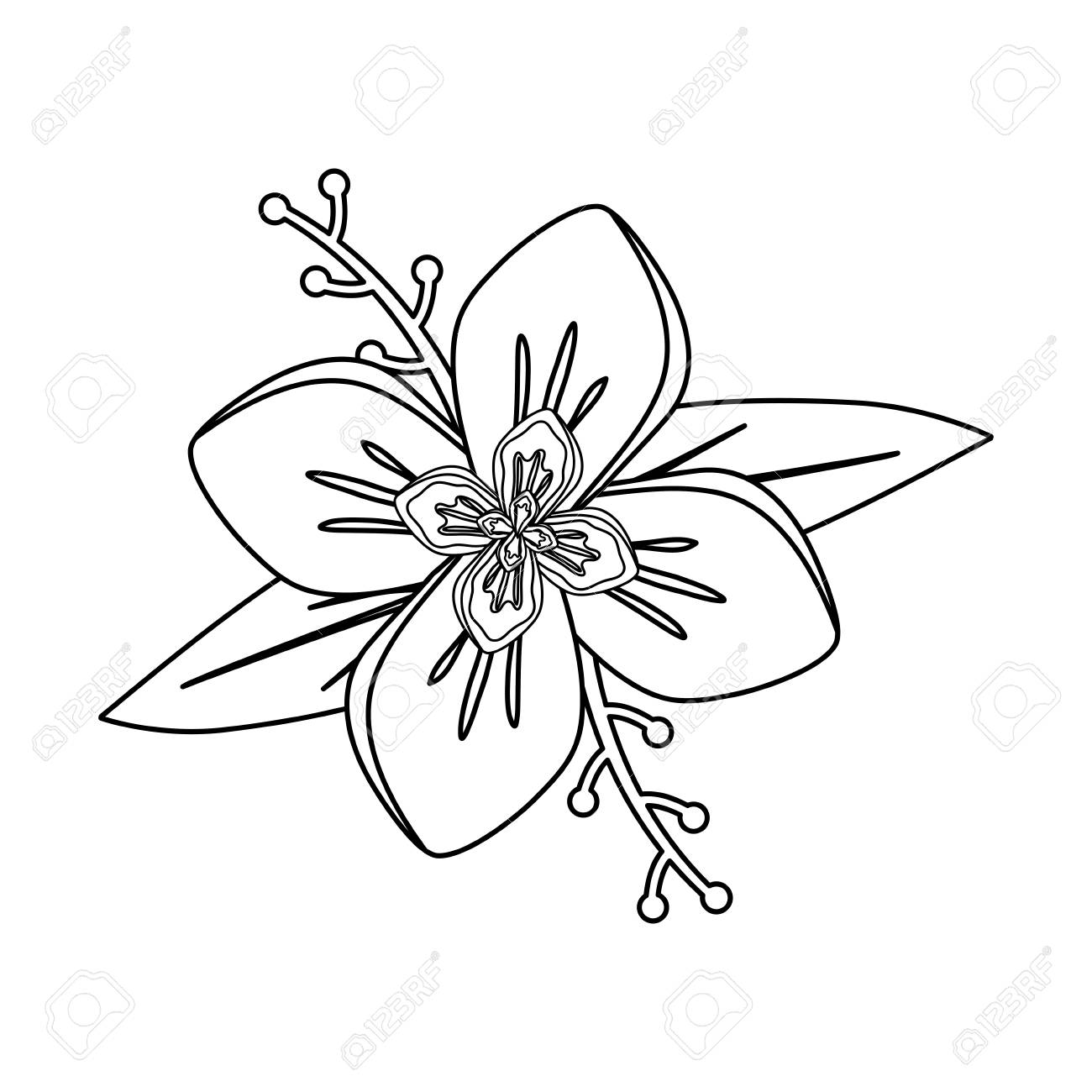 葉と枝ベクトルイラストを持つ平らな線無色の4枚の花びらの花 のイラスト素材 ベクタ Image