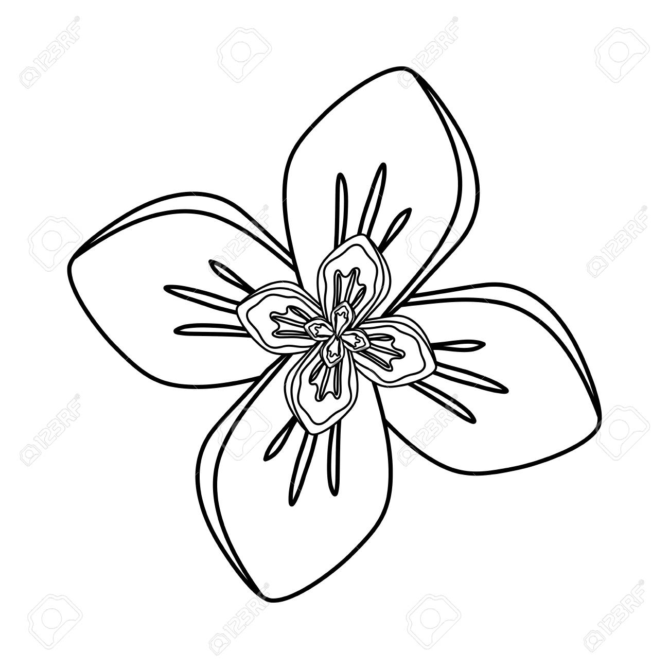 白い背景ベクトルイラストの上に平らな線無色の4枚の花びらの花 のイラスト素材 ベクタ Image
