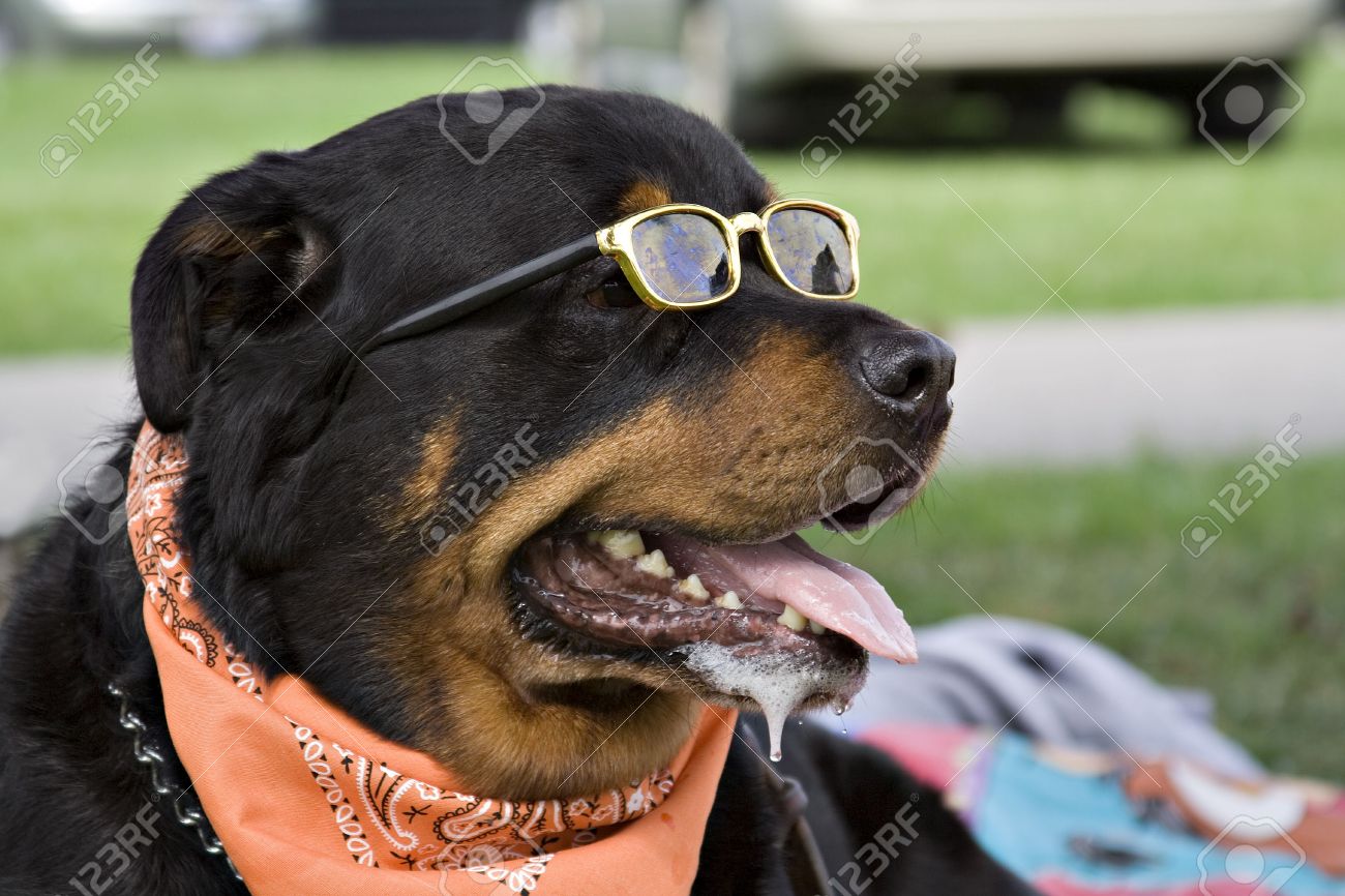 rottweiler with sunglasses