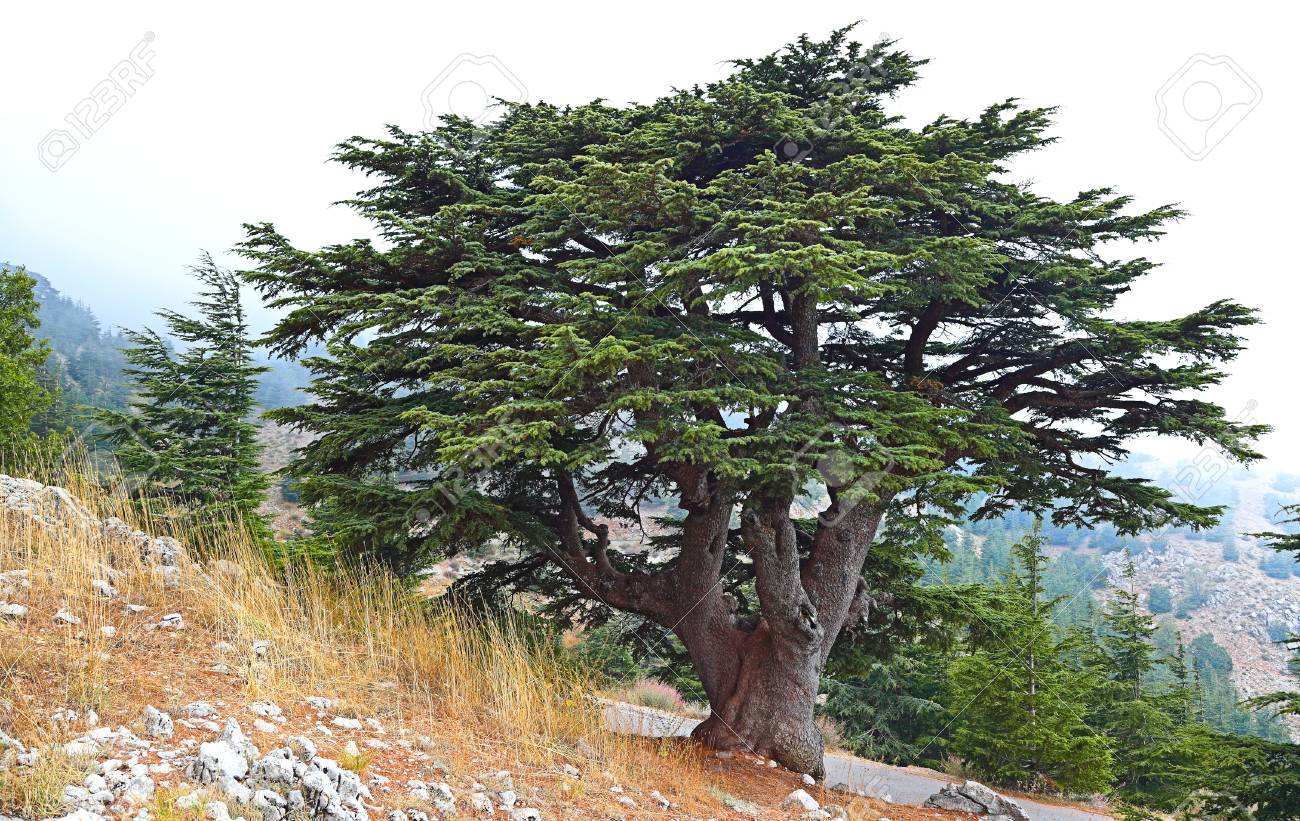 Кедр ливанский дерево. Кедр лива́нский (cedrus libani). Род кедр. Кедр ливанский никитский ботанический сад. Ливан какое дерево.