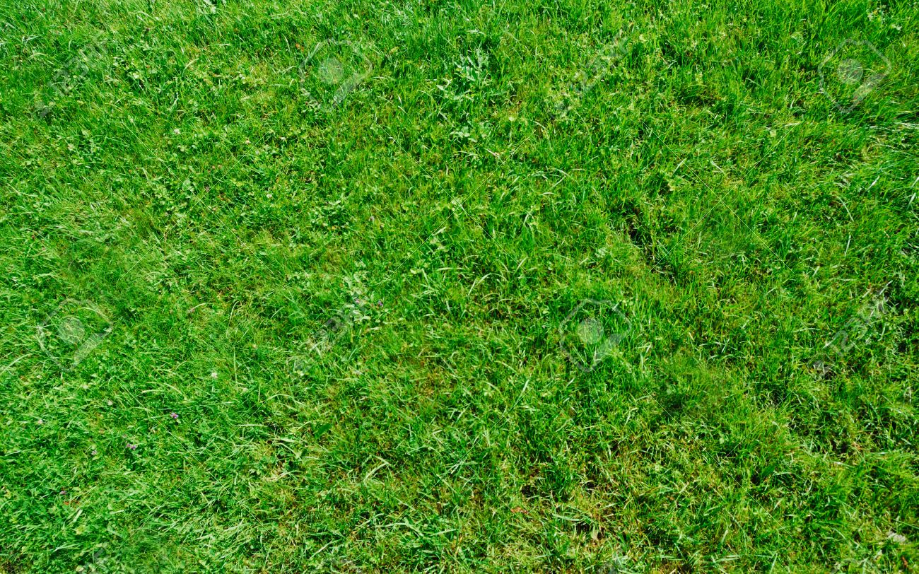 緑の芝生の草 草のテクスチャ の写真素材 画像素材 Image