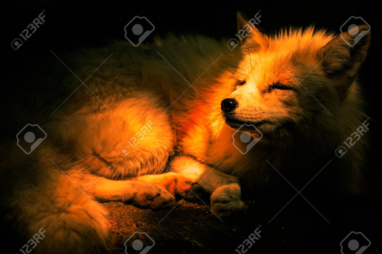 etiam-dictum-ipsum-a-felis