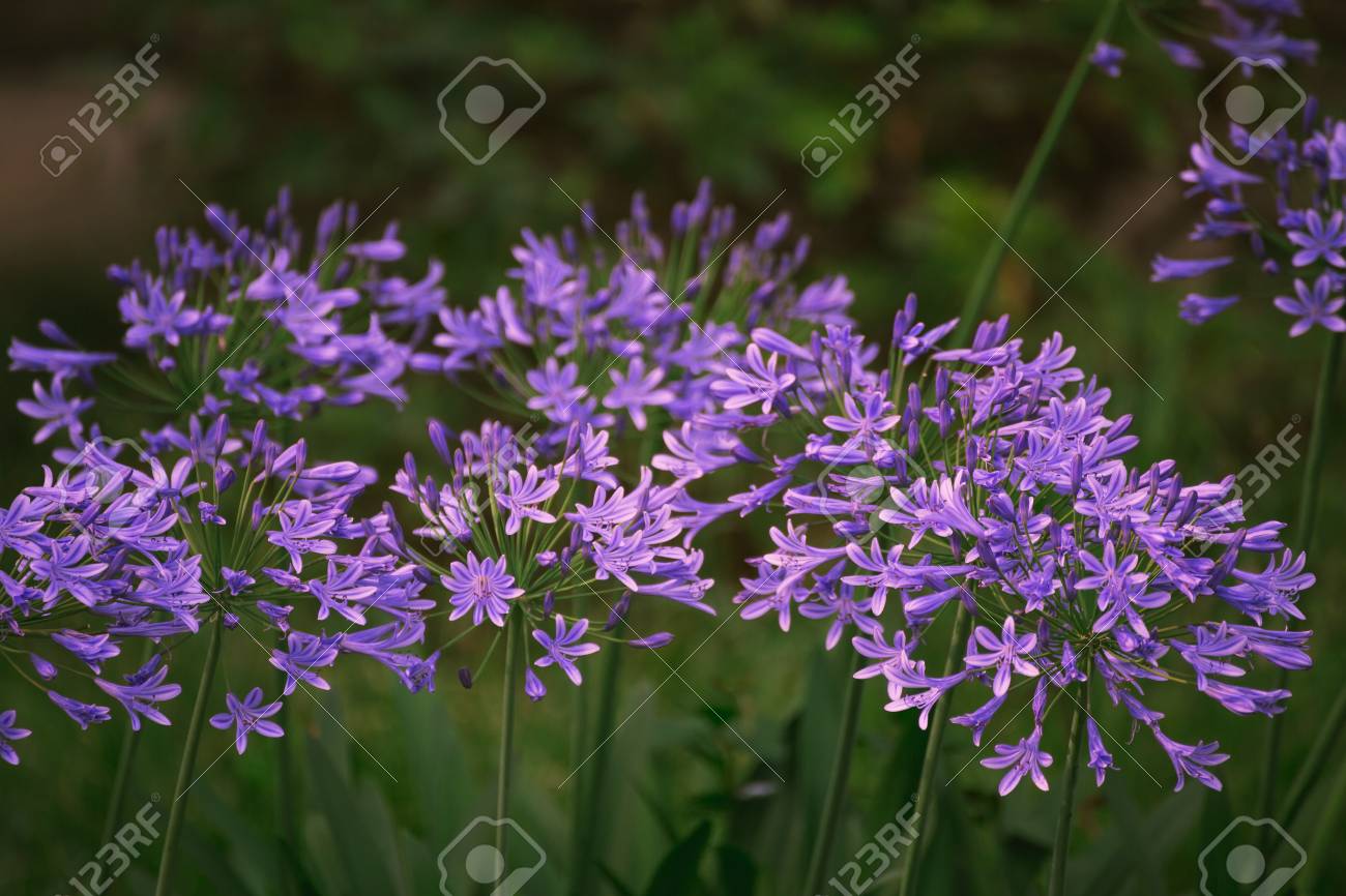 アジサイの花の雨の季節 日本 の写真素材 画像素材 Image