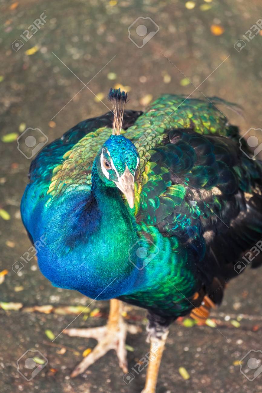 緑の孔雀 タイの野生の孔雀の肖像画 の写真素材 画像素材 Image