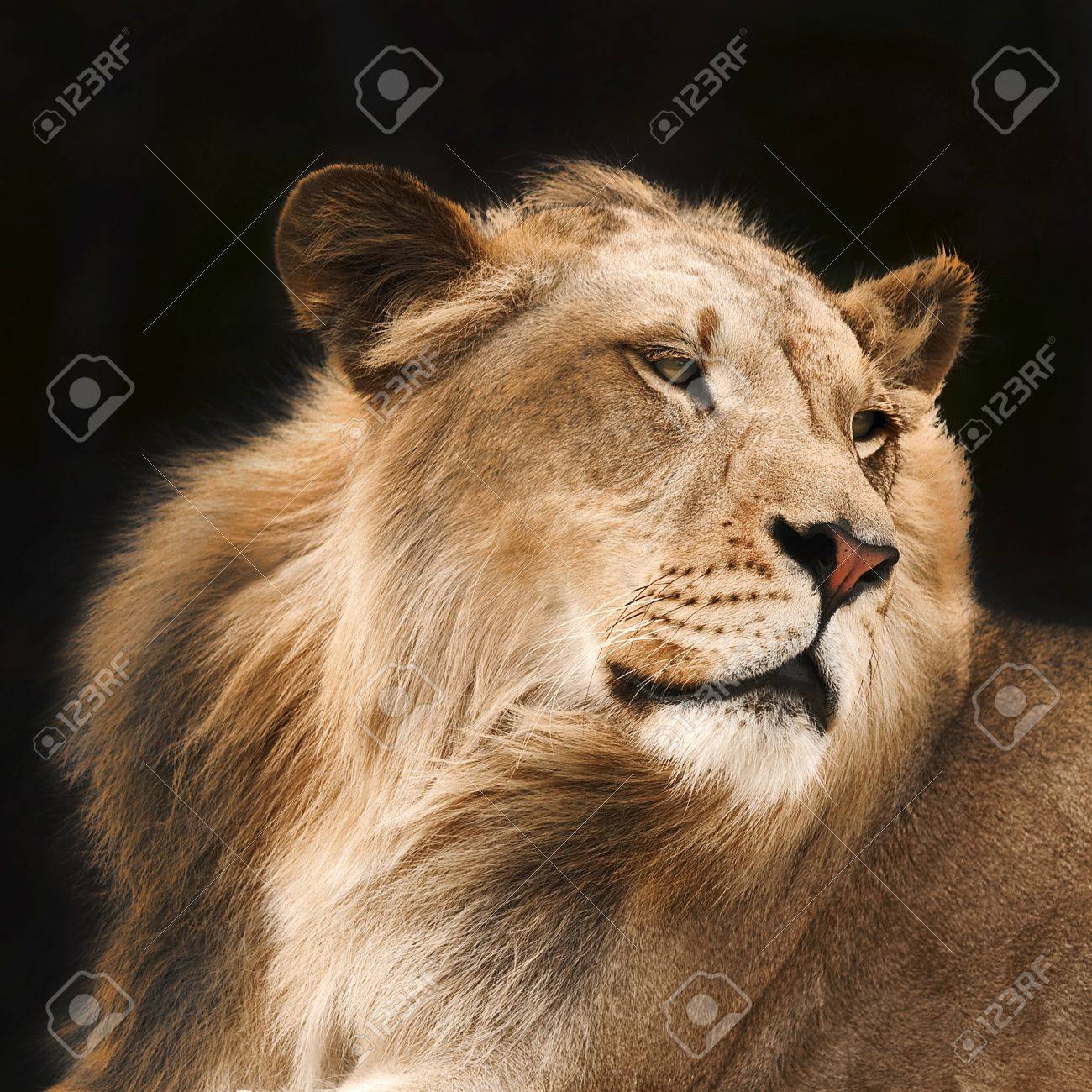 etiam-dictum-ipsum-a-felis