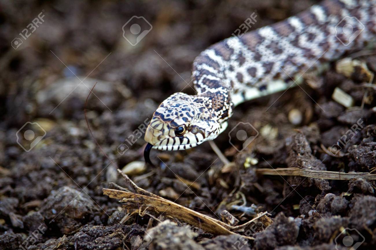 Head Shot Of Gopher Snake Slithering Over Soil Stock Photo