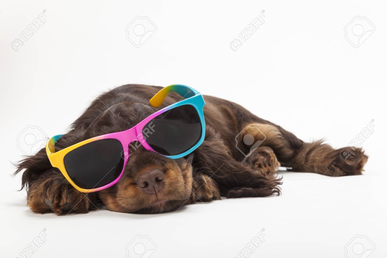 puppy with sunglasses