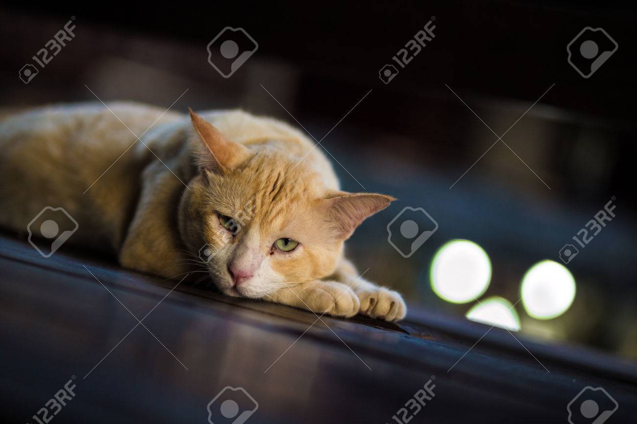yellow cat lie down on the wood block.Selective focus. - 69639610 yellow cat lie down on the wood block.Selective focus. - 69639610