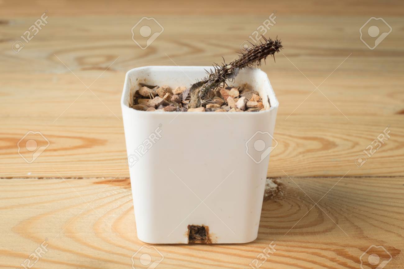 dead cactus in a white pot on a wooden background - 77532154 dead cactus in a white pot on a wooden background - 77532154