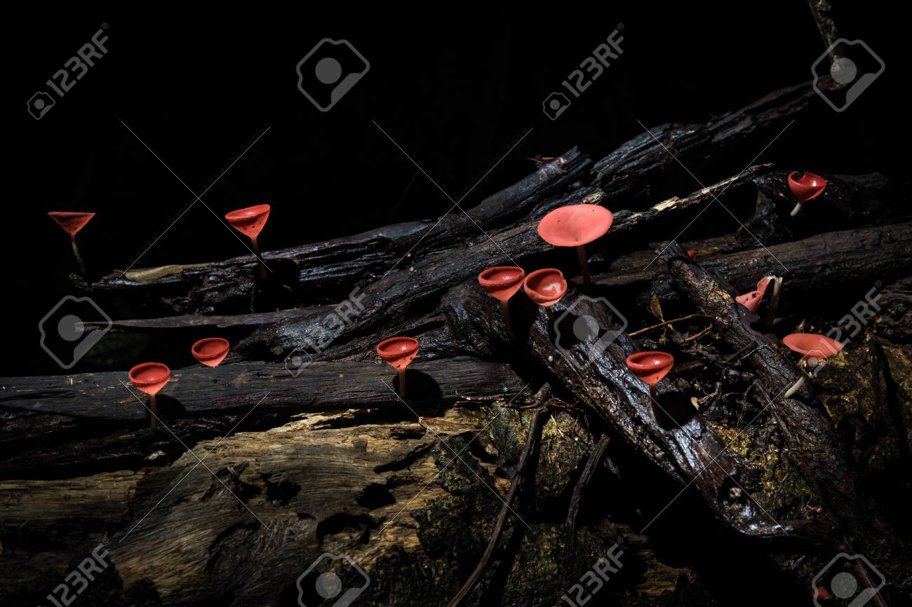 Close up group of red cup mushroom on a branch.Selective focus. - 84293558 Close up group of red cup mushroom on a branch.Selective focus. - 84293558
