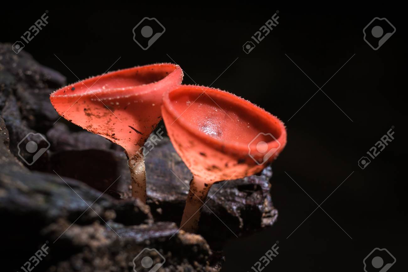 Close up red cup mushroom on a branch.Selective focus. - 84293720 Close up red cup mushroom on a branch.Selective focus. - 84293720