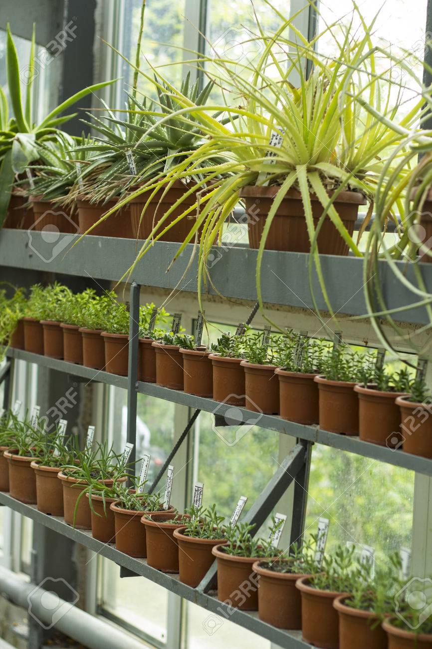 Intérieur De La Serre Pour La Culture Des Fleurs Et Des Plantes ... Intérieur De La Serre Pour La Culture Des Fleurs Et Des Plantes ...