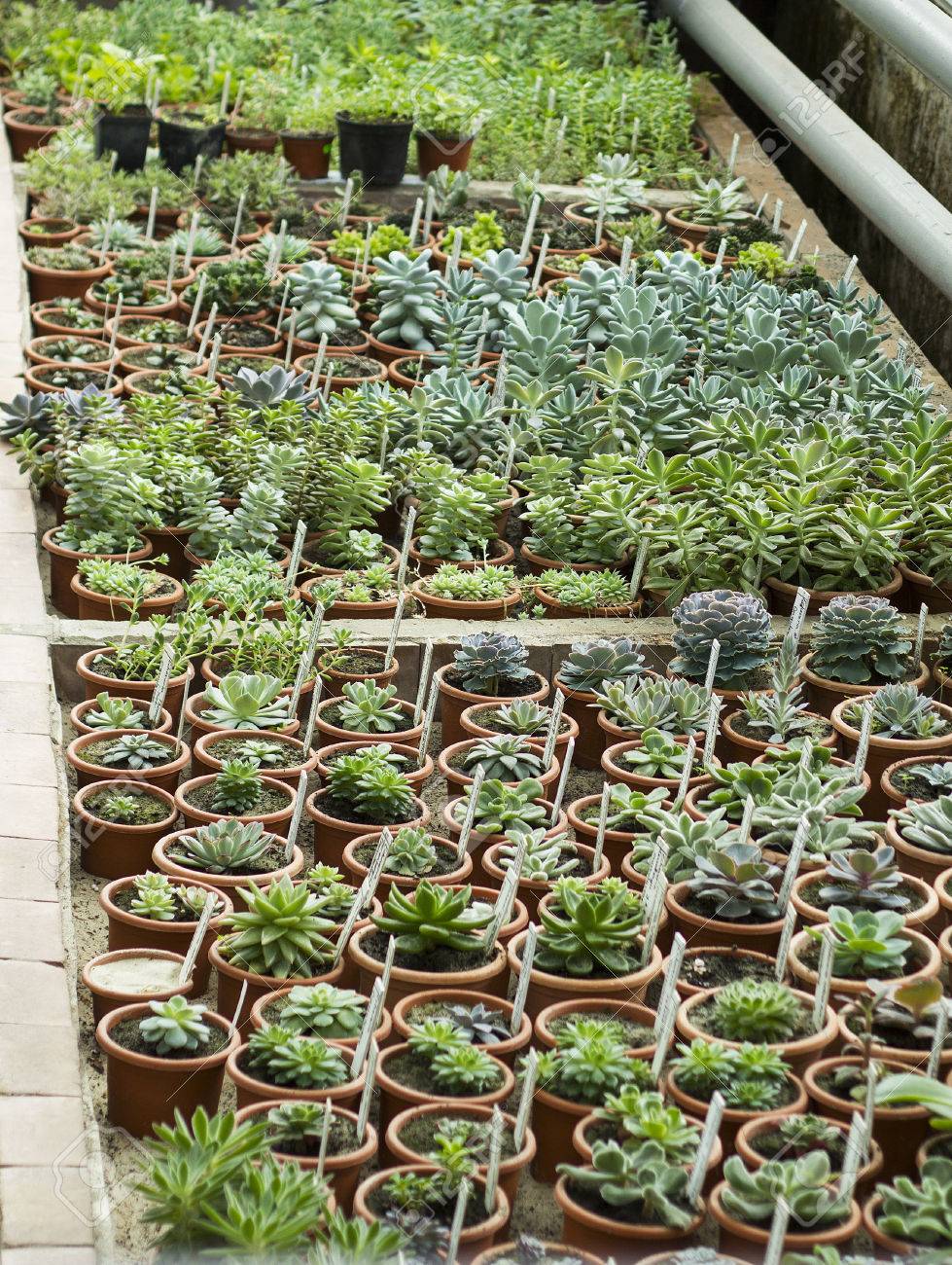Intérieur De Serre Pour La Croissance Des Fleurs, Des Plantes Et Des ... Intérieur De Serre Pour La Croissance Des Fleurs, Des Plantes Et Des ...