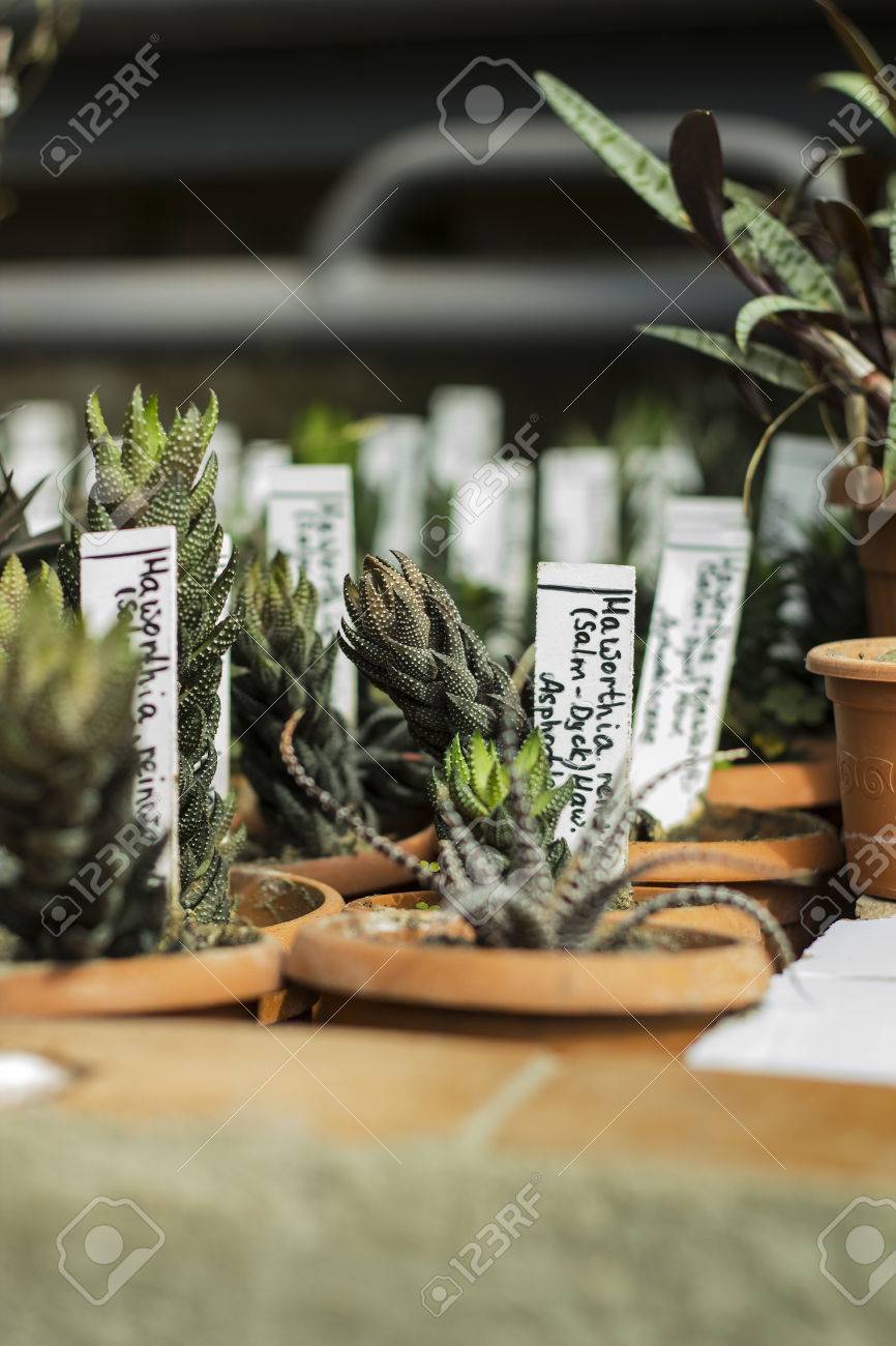 花 植物 サボテンを育てるための温室の間します 販売植物のための市場 多くの植物やポットの中のサボテン の写真素材 画像素材 Image