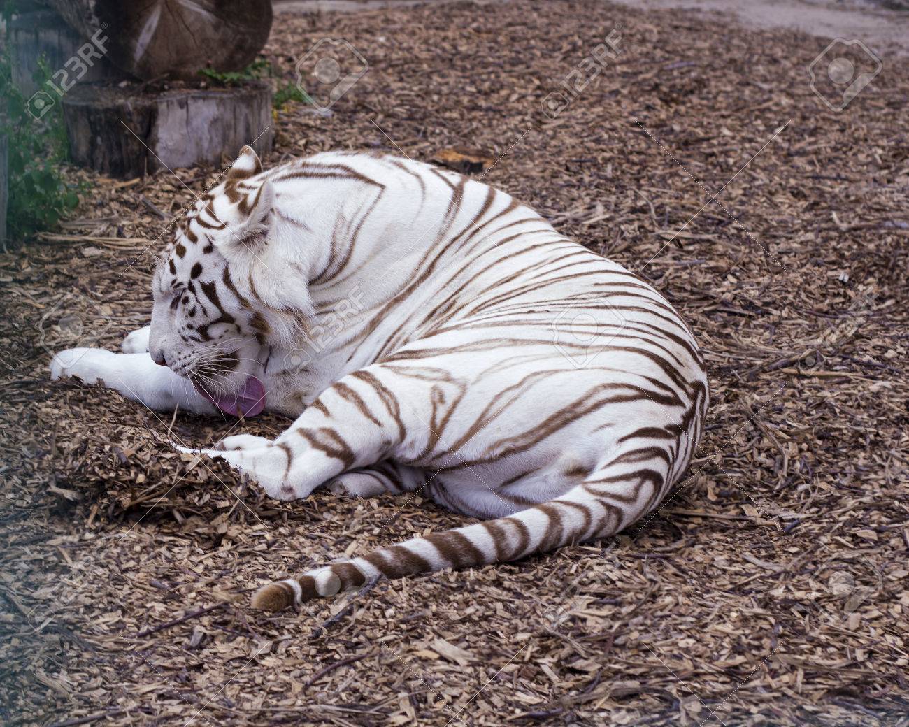 Léchage Tigre Blanc Reste Grand Chat Sauvage