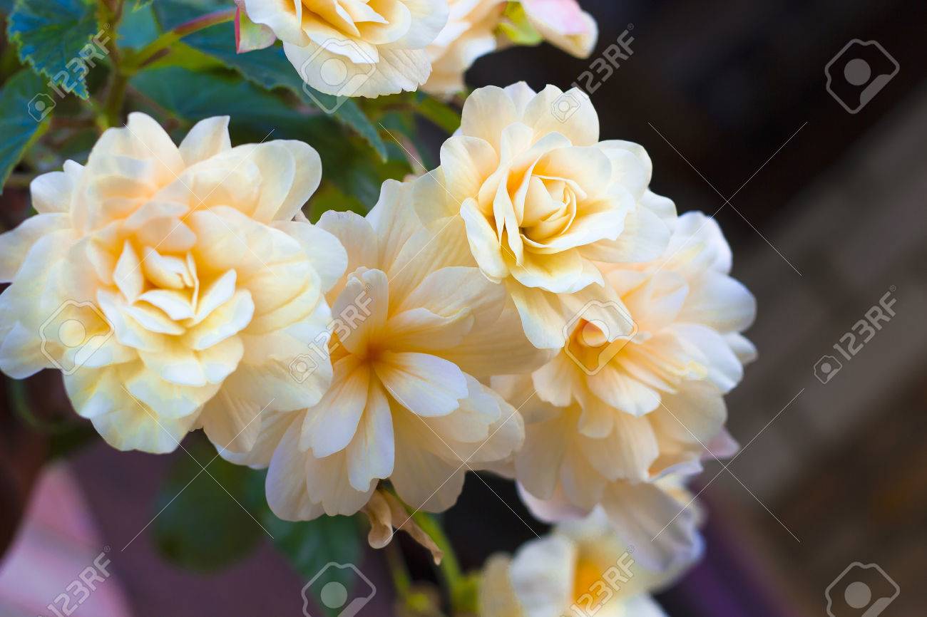 クリーム色の白い花の植物ベゴニア 植木鉢のベゴニア Odorata 白い花 の写真素材 画像素材 Image