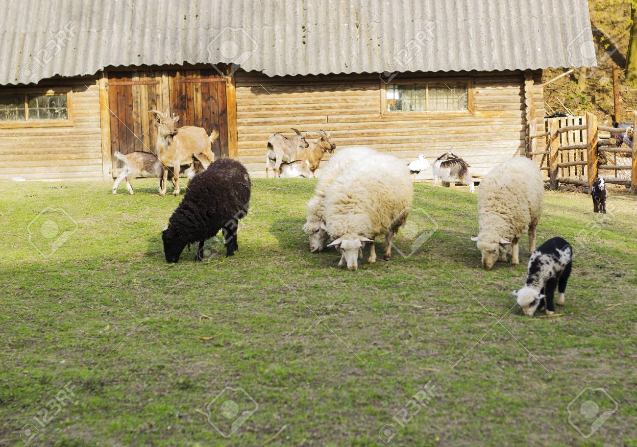 Ferme Des Animaux Avec Des Chevres Des Moutons Et Des Cigognes A Distance Contre La Maison En Bois Mise Au Point Selective Banque D Images Et Photos Libres De Droits Image 3494 Ferme Des Animaux Avec Des Chevres Des Moutons Et Des Cigognes A Distance Contre La Maison En Bois Mise Au Point Selective Banque D Images Et Photos Libres De Droits Image 3494