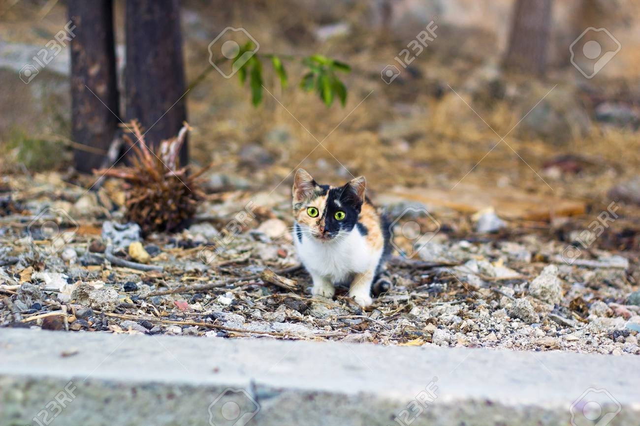 etiam-dictum-ipsum-a-felis